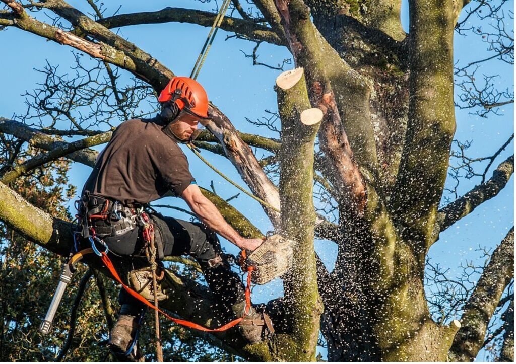 Baumpflege Baumschnitt Hürth